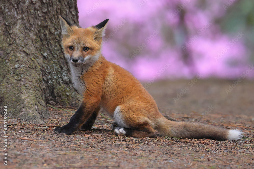 Naklejka premium Red fox baby portrait in the forest with violet flowers background, Canada