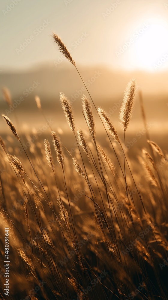 Obraz premium Golden Wheat Field