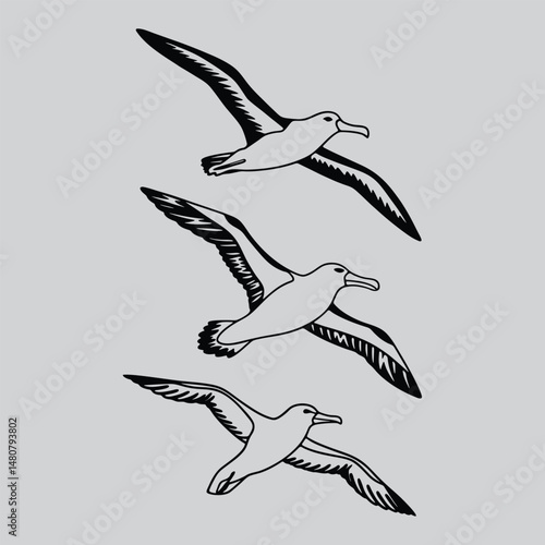 Albatross Flying High Monochrome Illustration