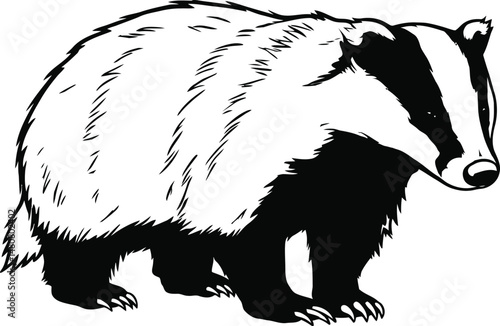 vector illustration of a bear