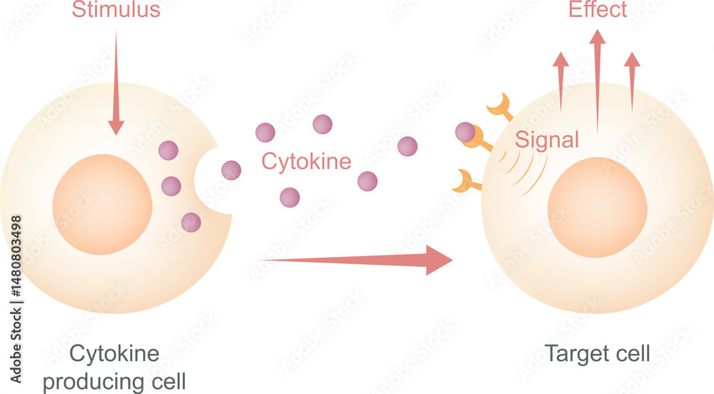 Εκτύπωση καμβά Cytokine Education diagram