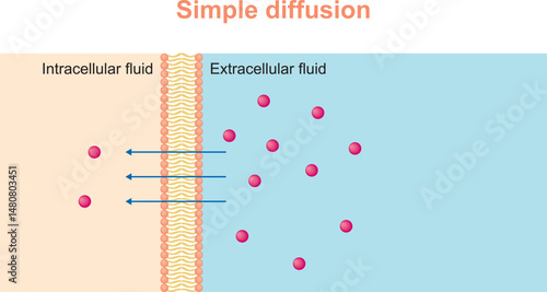 Simple diffusion. Simple diffusion through the lipid bilayer. Small molecules or ions across the lipid bilayer or plasma membrane to intracellular fluid of cell by simple diffusion pathway.