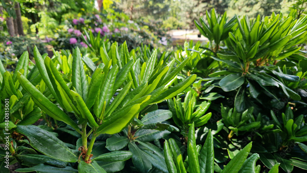 Obraz premium Close-up of rhododendron leaves. Azaleas close-up. Leaves of evergreen Rhododendrons in the park. Beautiful azalea bushes. Natural background. Park or garden. Landscaping in the park