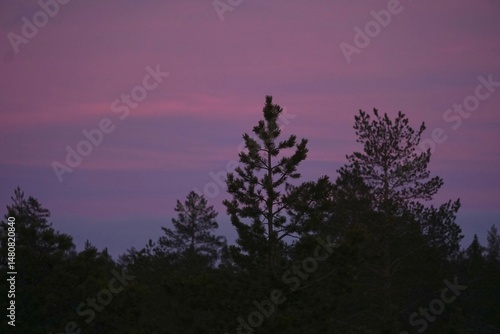 sunset in the forest