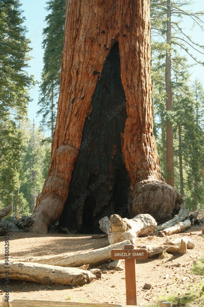 Obraz premium Ancient giant sequoia trees (Sequoiadendron giganteum) at Mariposa Grove in yosemite national park, uprooted tree, root of tree grizzly giant