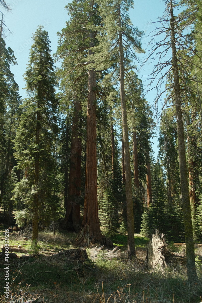 Obraz premium Ancient giant sequoia trees (Sequoiadendron giganteum) at Mariposa Grove in yosemite national park, uprooted tree, root of tree