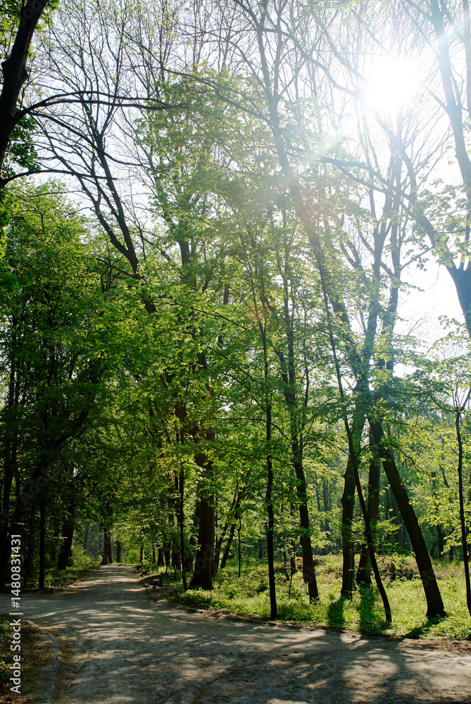 Obraz premium Serene Forest Path with Sunlight Filtering Through the Trees