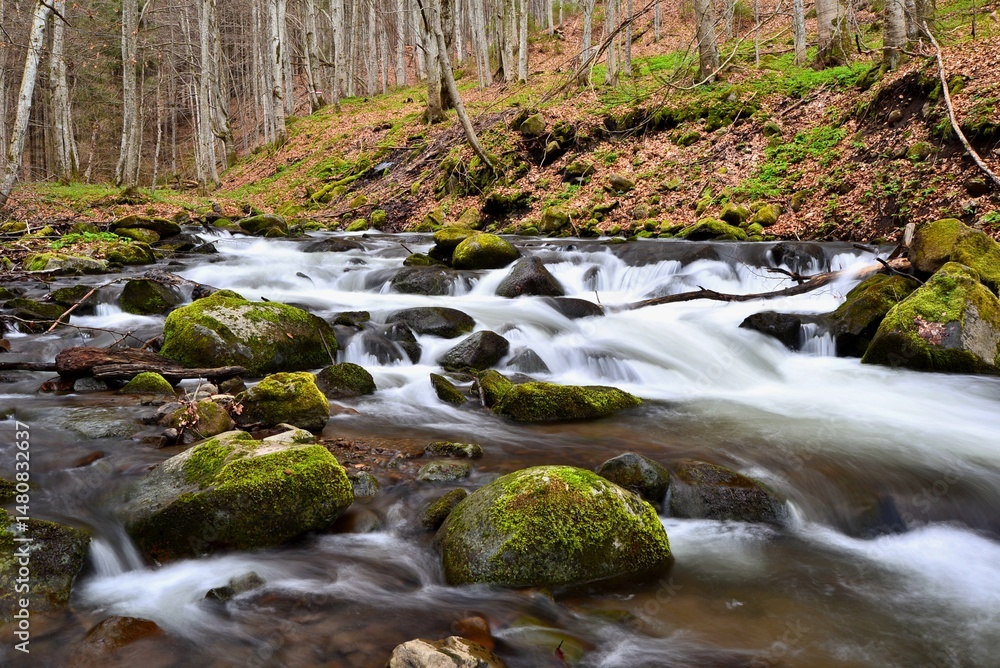 Fototapeta premium Stream flowing through the still bare trees in early spring in the Carpathian Mountains, Transylvania