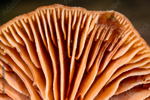 Hymenophore of a saprotrophic lamellar fungus where spores are formed for reproduction, Ukraine