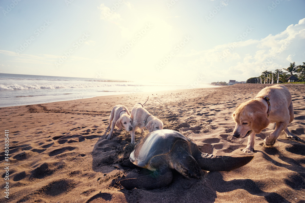 Obraz premium Curious Dogs Investigating a Sea Turtle on a Scenic Sunny Beach..