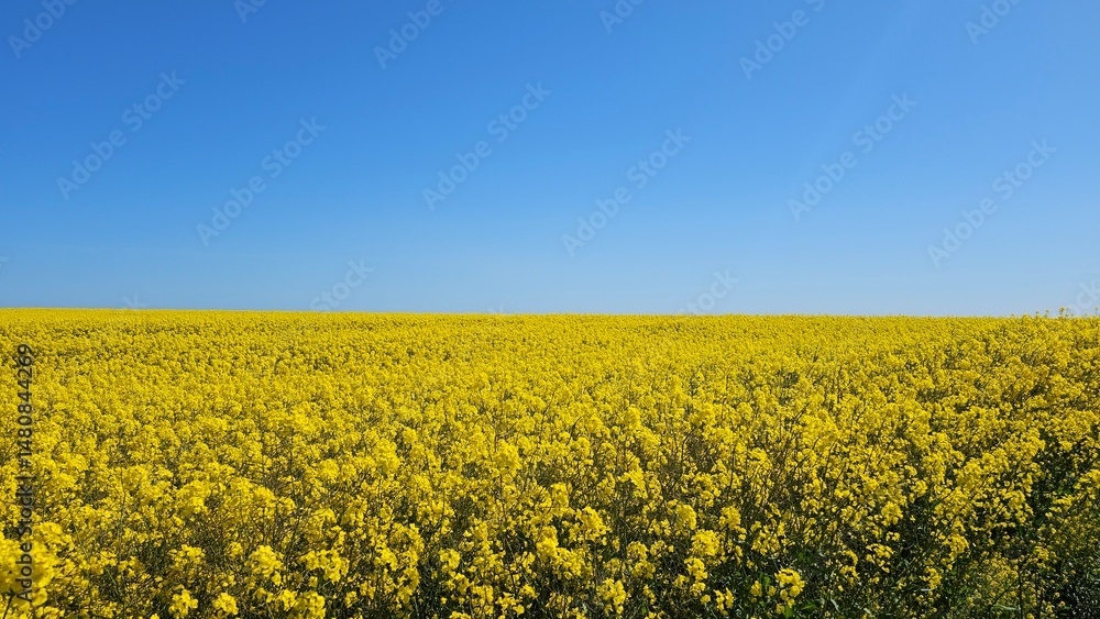 Fototapeta premium Yellow Rapeseed field blooming .Clear blue sky.Scotland Flowering rapeseed. 