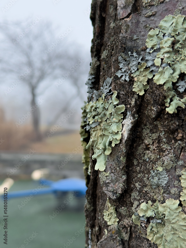 Obraz premium tree trunk with lichen
