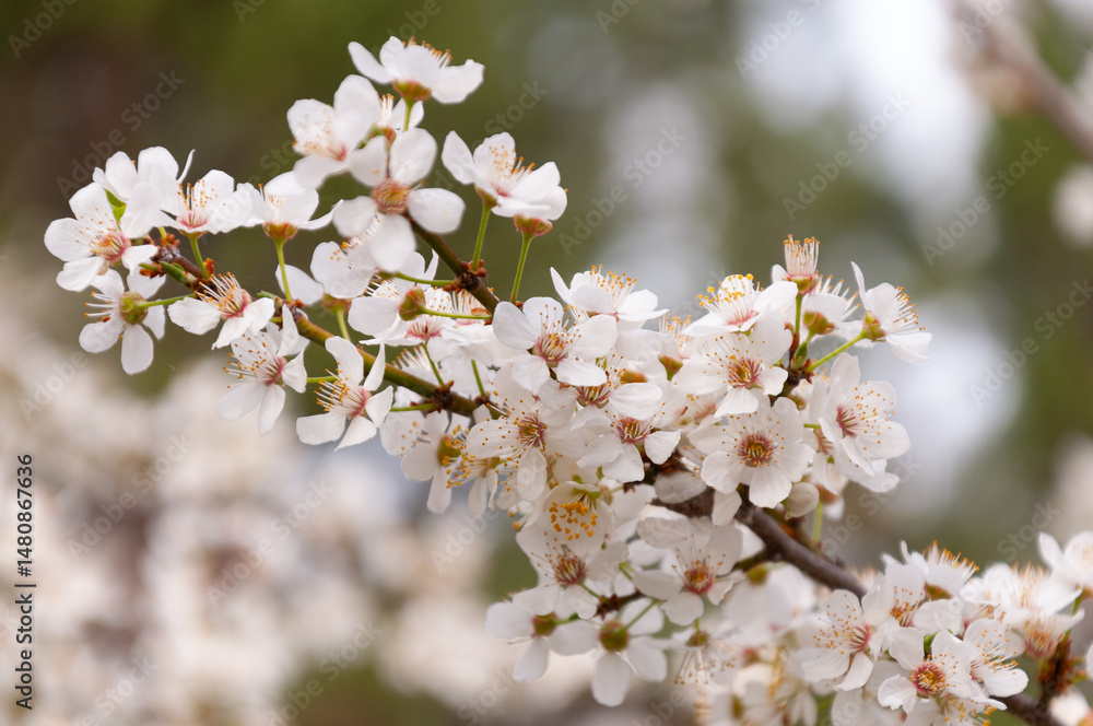 Fototapeta premium white flowers of fruit trees in spring garden