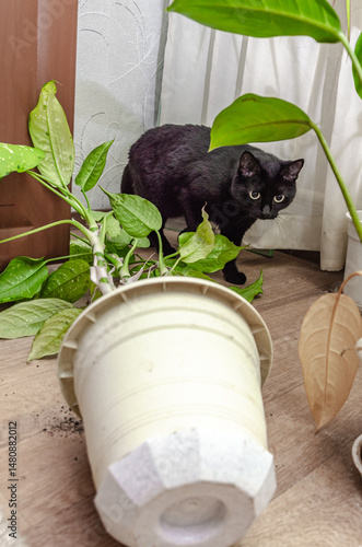A black cat dropped a pot with a houseplant
