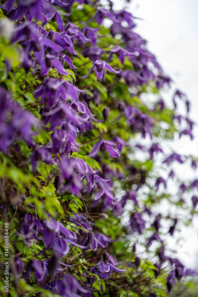 Obraz premium Alpine Clematis, Clematis alpina
