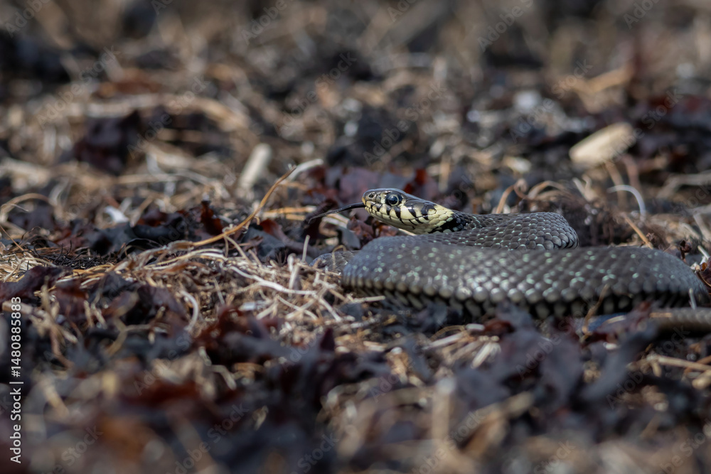 Obraz premium Grass snake, lat. Natrix Natrix,