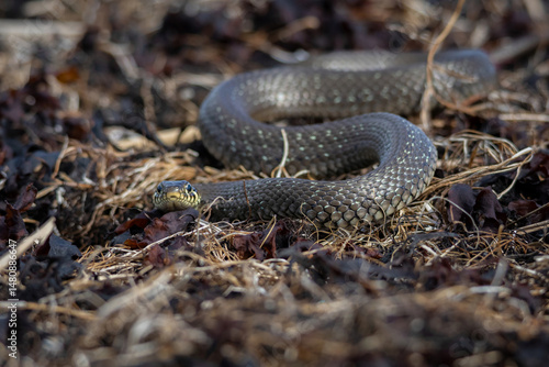 Grass Snake Natrix natrix