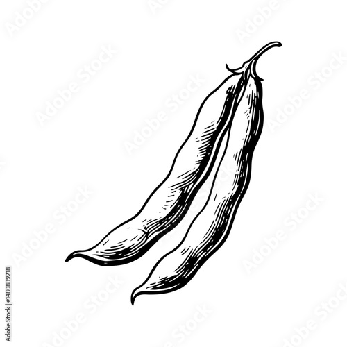 Hand-drawn illustration of green bean pods