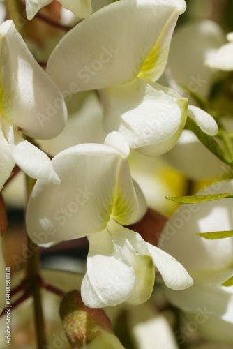 Foto Closeup on the fragrant white flowers of the Black locus or  false acacia, Robin