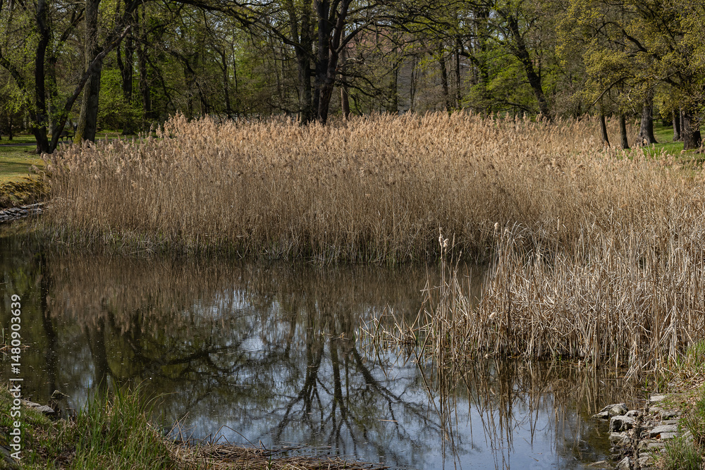 Dense thicket of common reed Phragmites australis growing along the tranquil edge of a freshwater pond in spring forest park. Natural wetland vegetation, biodiversity and water purification benefits Dense thicket of common reed Phragmites australis growing along the tranquil edge of a freshwater pond in spring forest park. Natural wetland vegetation, biodiversity and water purification benefits