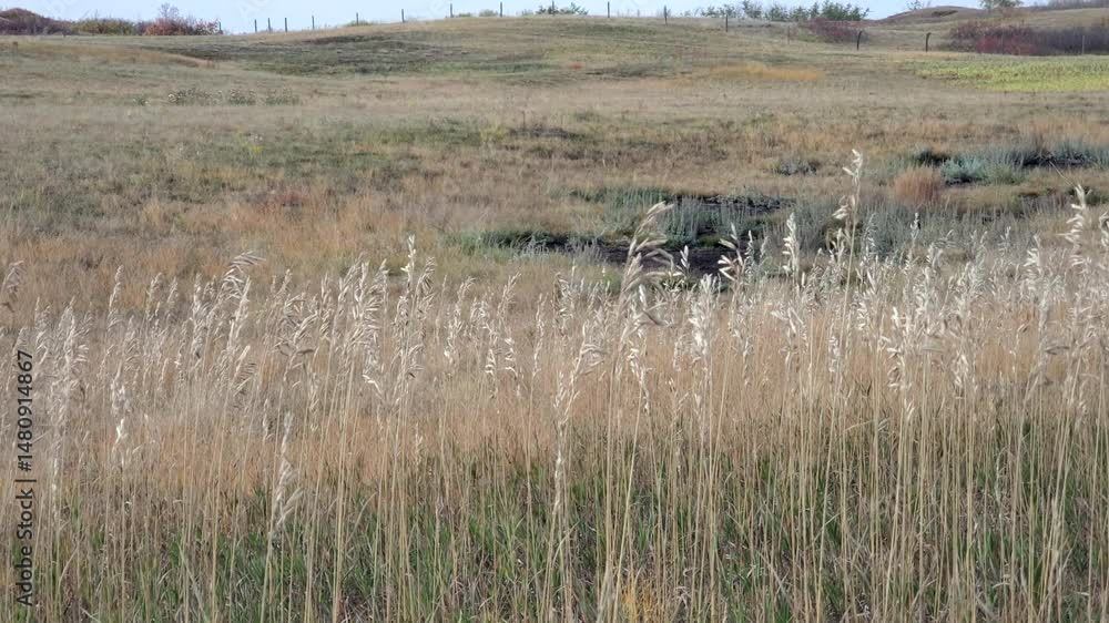 Tall Grass Waving in the Wind Tall Grass Waving in the Wind