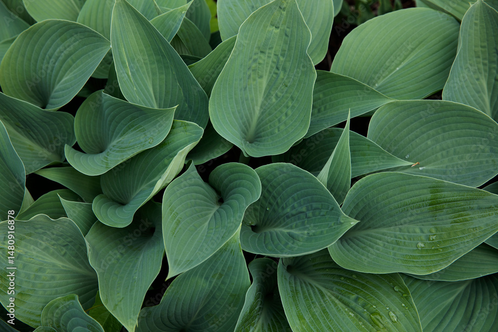 Obraz premium Large green leaves of hosta. Green plants in the garden, background of green leaves. 