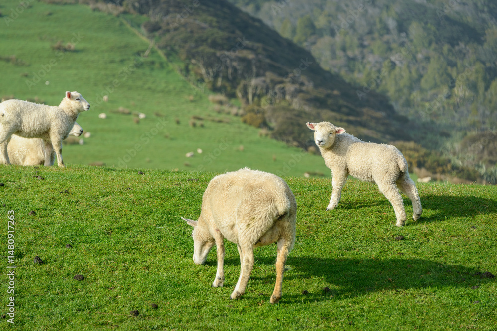 Obraz premium Cute baby lamb and ewe grazing on the rolling green hills. Golden Bay, South Island.