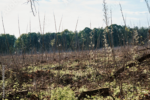 Clear-cut forest landscape with regrowth and stumps under blue sky in late afternoon light