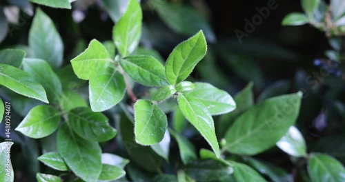 Wallpaper Mural Close up of a branch of a tree in sunlight in spring. Tree leaves moving slowly in the wind. Torontodigital.ca
