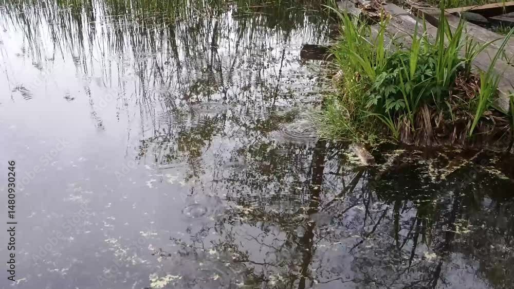 Gentle rain on peaceful lake, wild shoreline with sedge grass, nature reflections Gentle rain on peaceful lake, wild shoreline with sedge grass, nature reflections