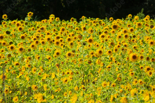 Field of yellow, heliotropic sunflowers, with trees in Ellington, Connecticut.