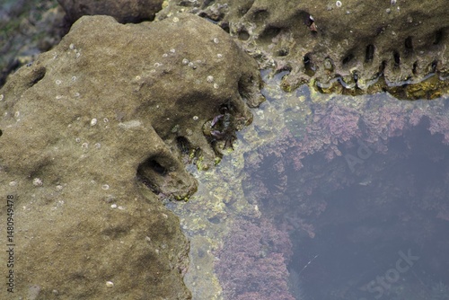 Billede på lærred little crab in a tide pool with algae in la jolla cove san diego california