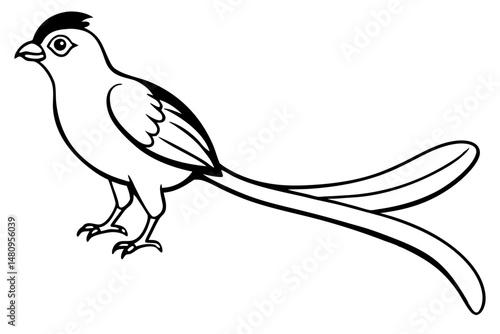 quetzal silhouette line art vector illustration with a white background