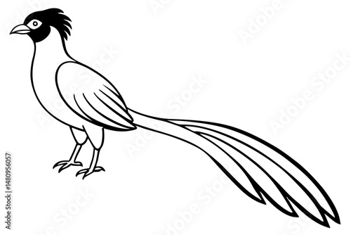 quetzal silhouette line art vector illustration with a white background