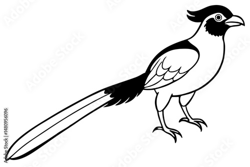 quetzal silhouette line art vector illustration with a white background