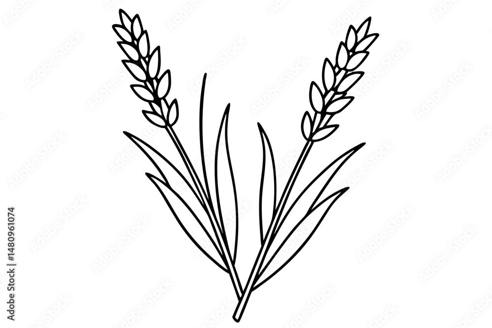 lavender silhouette line art vector illustration with a white background lavender silhouette line art vector illustration with a white background