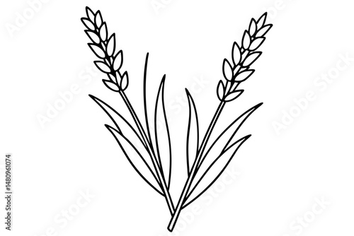 lavender silhouette line art vector illustration with a white background