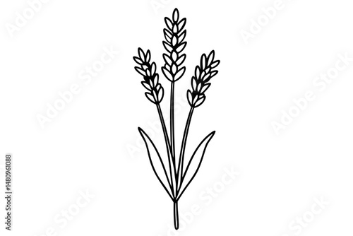 lavender silhouette line art vector illustration with a white background
