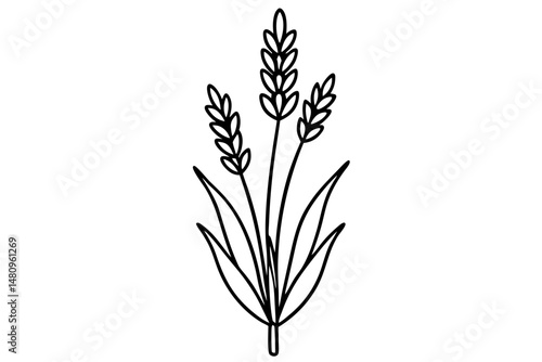 lavender silhouette line art vector illustration with a white background