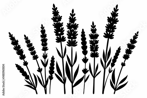lavender silhouette line art vector illustration with a white background