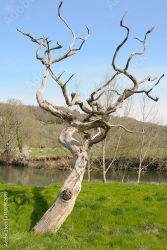 View of a dead oak tree in a field by a river