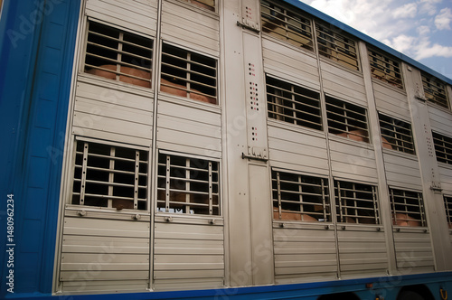 Transporting Pigs in Germany: Livestock Transportation Insights
