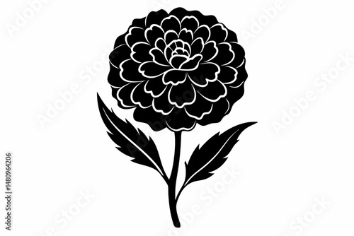 marigold silhouette line art vector illustration with a white background