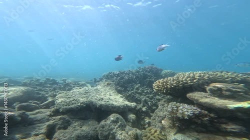 Wallpaper Mural Underwater footage of great barrier reef Torontodigital.ca