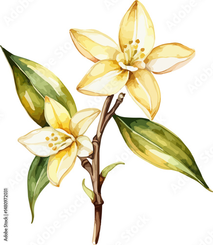 Hand drawn watercolor painting of a vanilla beans and flowers on vanilla plant on tree isolated on transparent background
