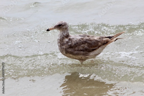 Картината върху платно American Herring Gull Western California Gull close up in ocean water at torrey