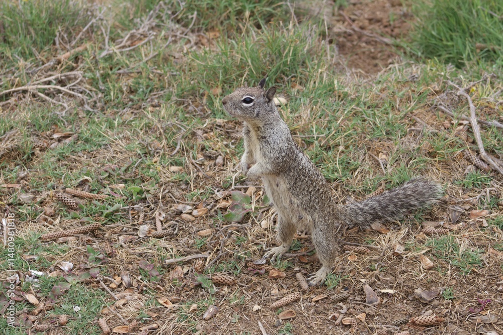 Fototapeta premium Squirrels in foliage by ocean in la jolla cove san diego california