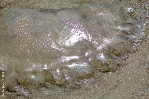 Εκτύπωση καμβά Washed up egg sacs of moon snail or hydrozoan species Velella velella, jellyfish