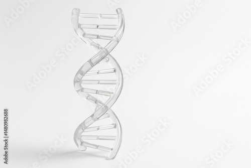 A 3D transparent model of a DNA double helix stands vertically on a white background, symbolizing genetic science, biotechnology, and molecular biology.