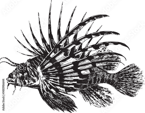 fish as an illustrator doc